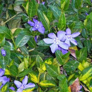 Vinca minor ‘Illumination’