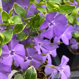 Vinca minor ‘Ralph Shugert’