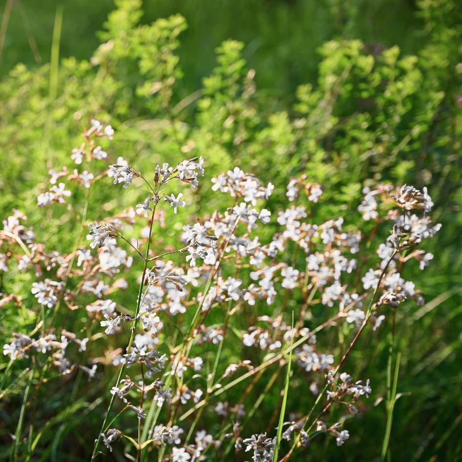 Lychnis viscaria ‘Snow Cloud’