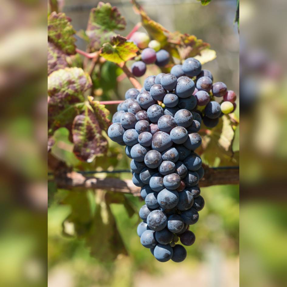 Vitis vinifera ‘Boskoop Glory’