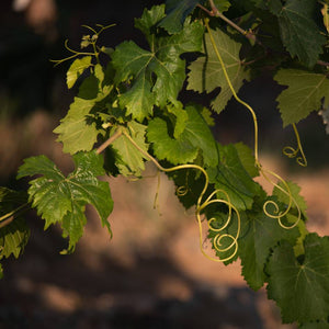 Vitis vinifera