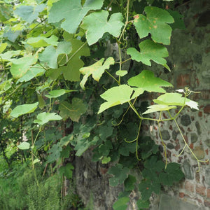 Vitis vinifera