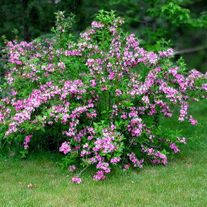 Weigela ‘Styriaca’