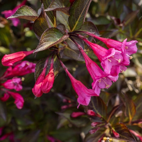 Weigela florida ‘Alexandra’