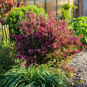 Weigela florida ‘Alexandra’