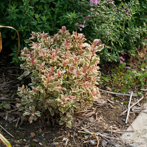 Weigela florida ‘Monet’