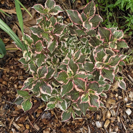 Weigela florida ‘Monet’