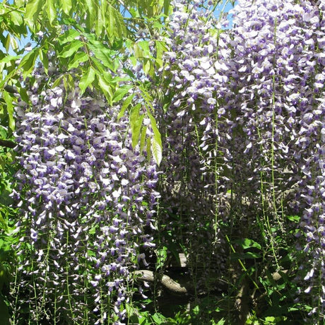 Wisteria floribunda f. multijuga