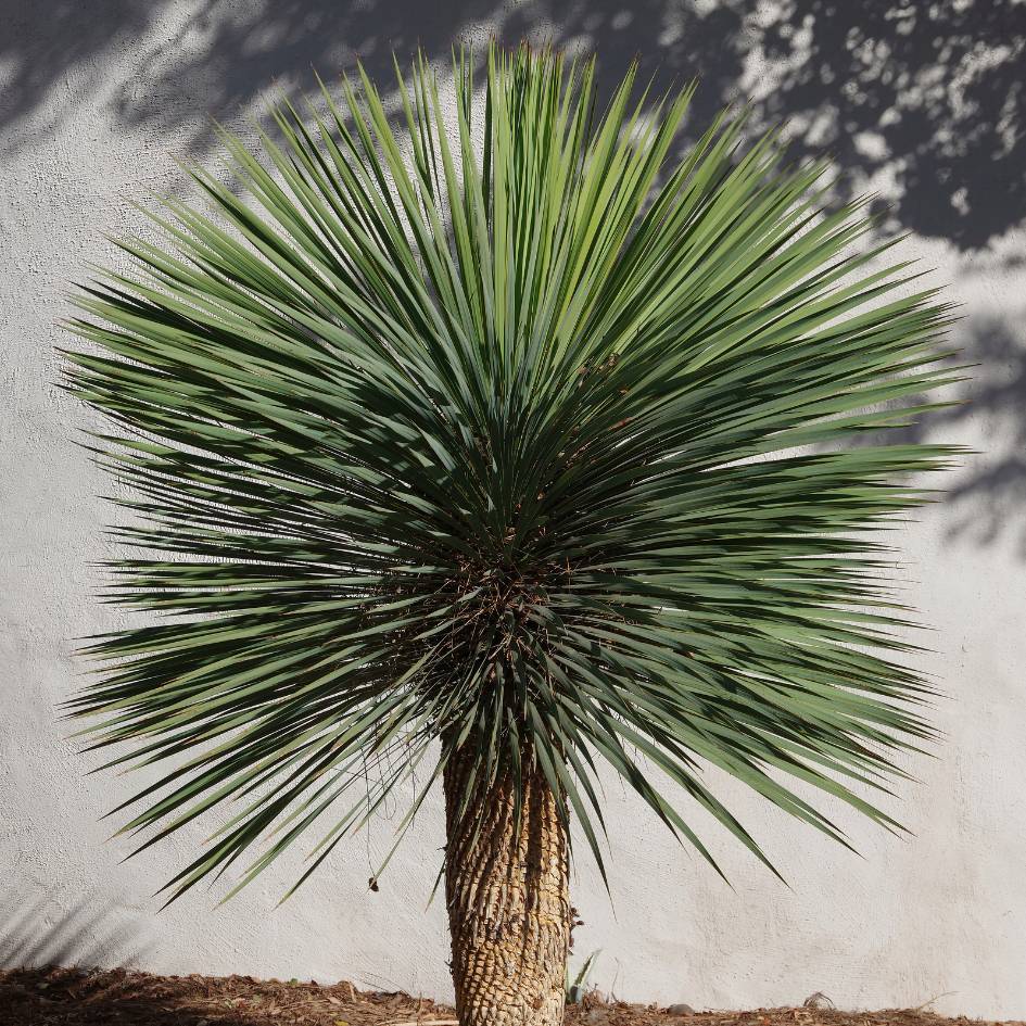 Yucca rostrata