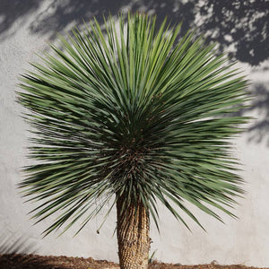 Yucca rostrata