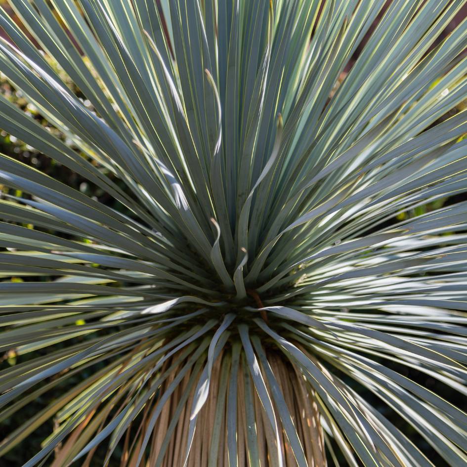 Yucca rostrata