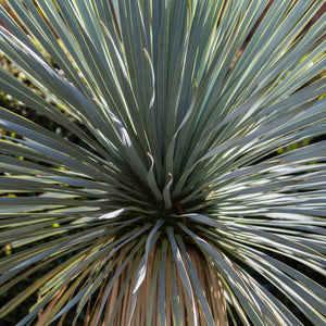Yucca rostrata