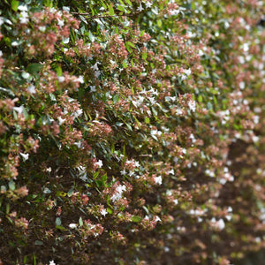 Abelia × grandiflora