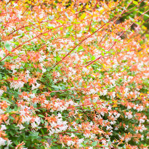 Abelia × grandiflora