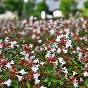 Abelia × grandiflora