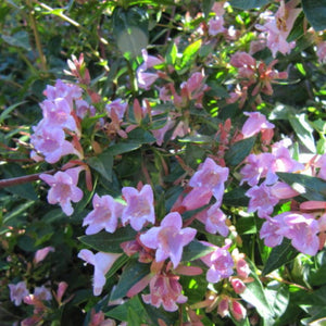 Abelia × grandiflora ‘Edward Goucher’
