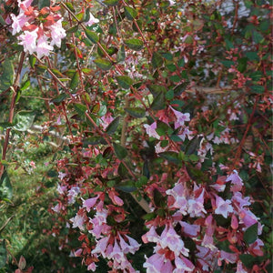 Abelia × grandiflora ‘Edward Goucher’