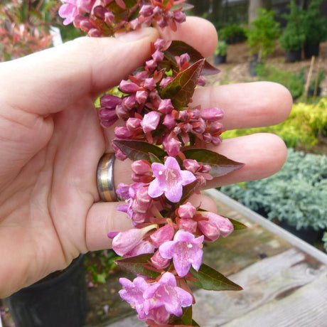 Abelia × grandiflora ‘Edward Goucher’
