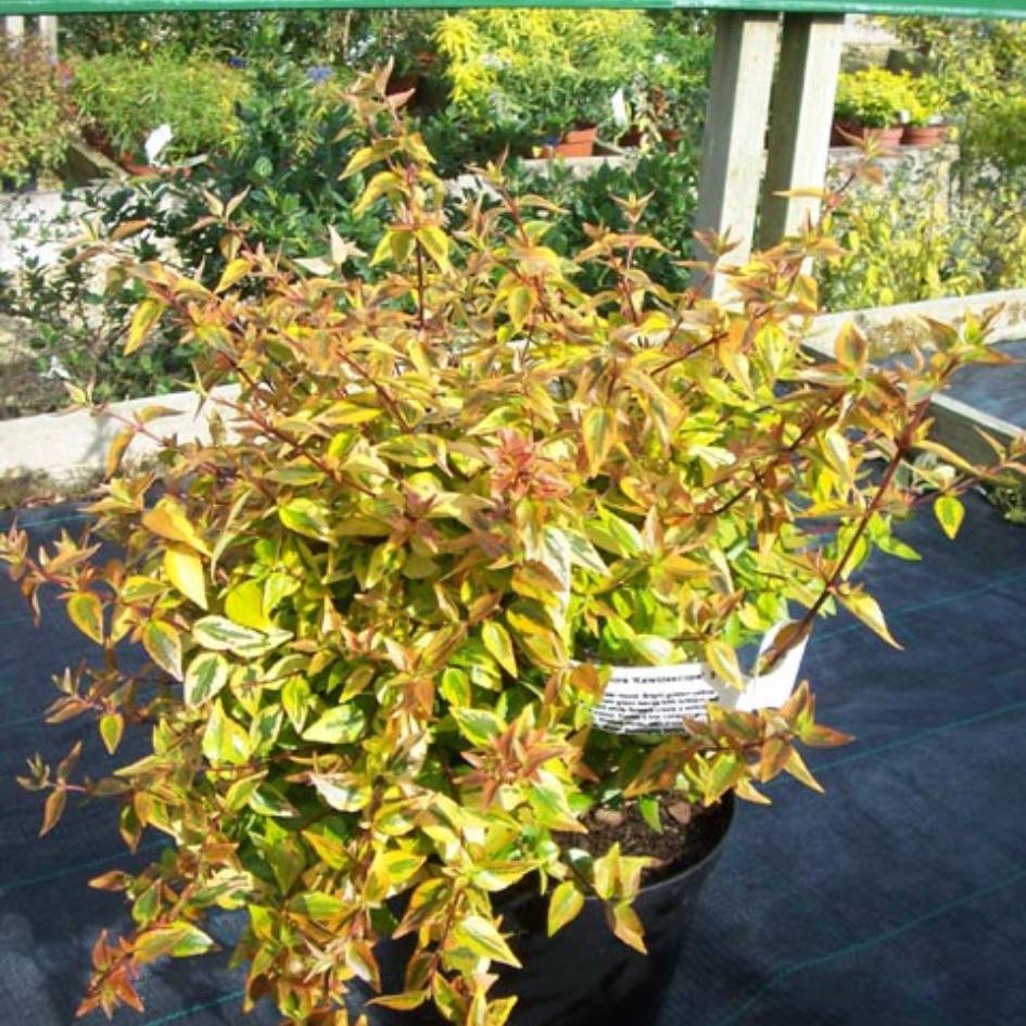 Abelia × grandiflora ‘Kaleidoscope’
