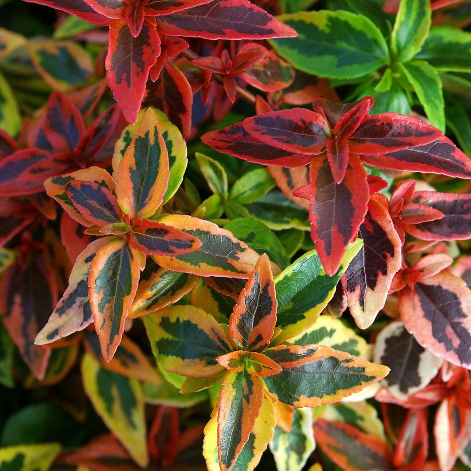 Abelia × grandiflora ‘Kaleidoscope’