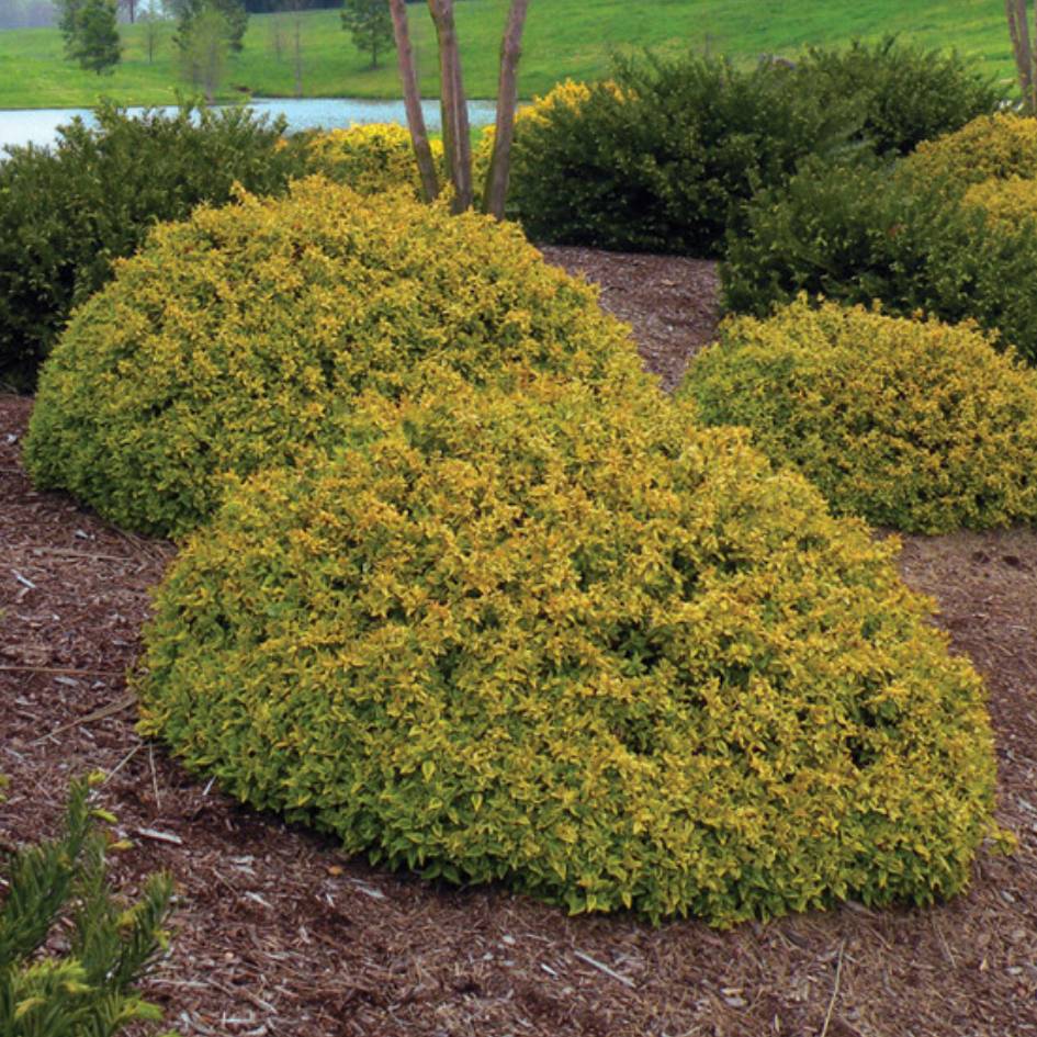 Abelia × grandiflora ‘Kaleidoscope’