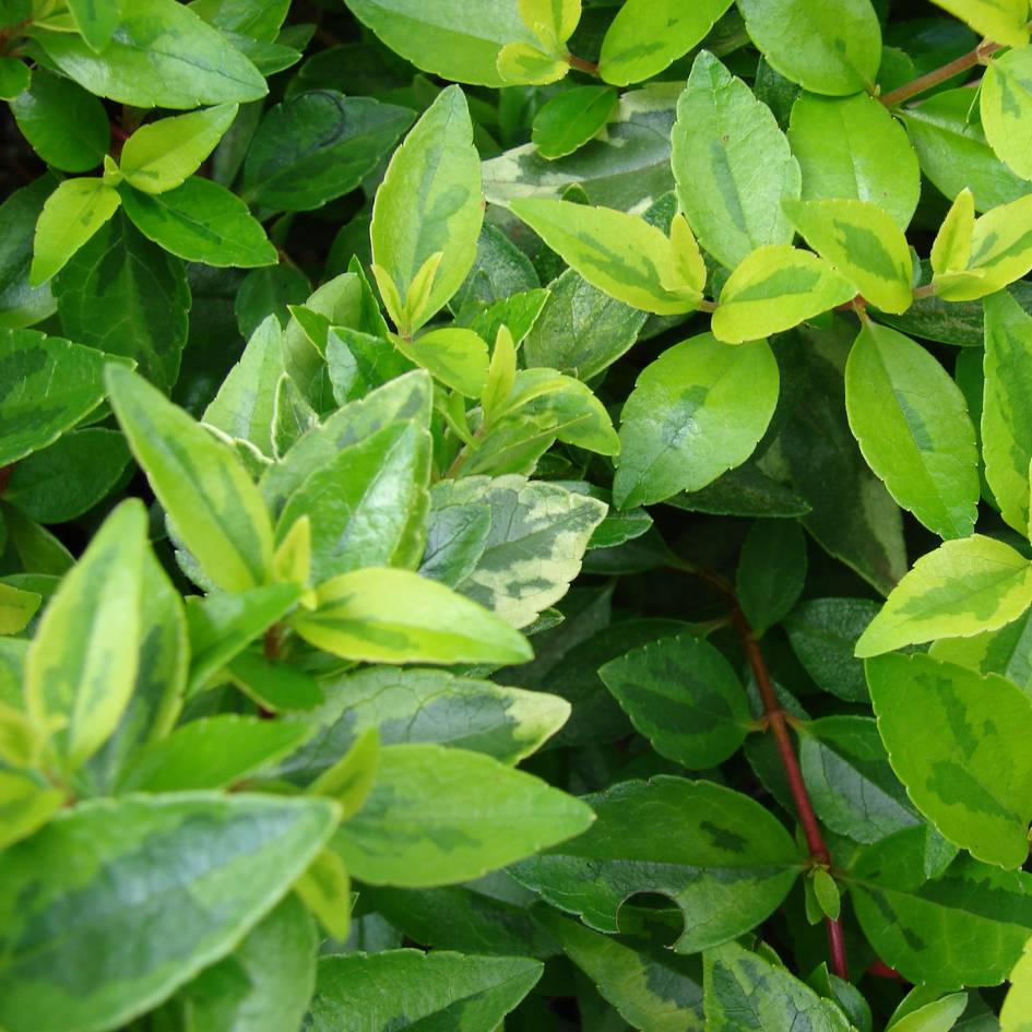 Abelia × grandiflora ‘Kaleidoscope’