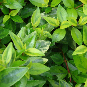 Abelia × grandiflora ‘Kaleidoscope’