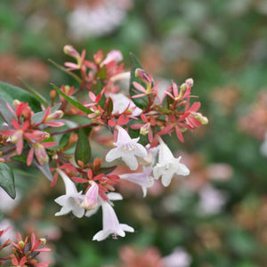 Abelia × grandiflora (glossy abelia) with white, trumpet-shaped flowers and red new foliage.