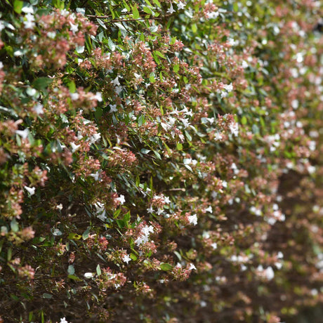 Dense Abelia × grandiflora shrub covered in small pale pink-white flowers and bronze-green leaves.