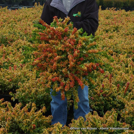 Broad mass of Abelia ‘Kaleidoscope’ showing fiery orange and red autumn colour.