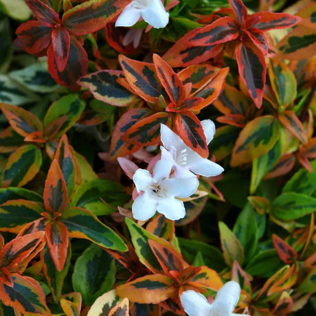 White bell-shaped Abelia ‘Kaleidoscope’ flowers among vivid orange-red foliage.