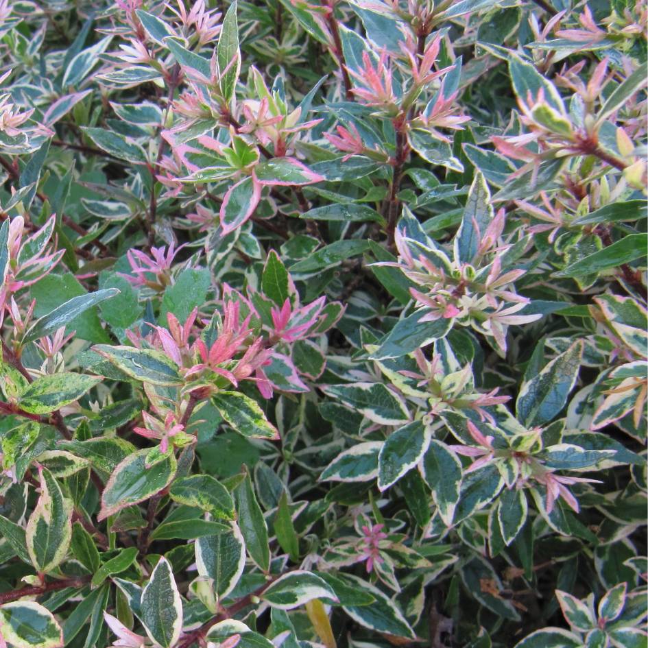 Dense Abelia ‘Sparkling Silver’ foliage edged cream and flushed pink.