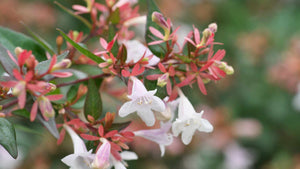 All Shrubs