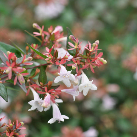 Close-up of pale pink and white tubular Abelia × grandiflora flowers on reddish stems.