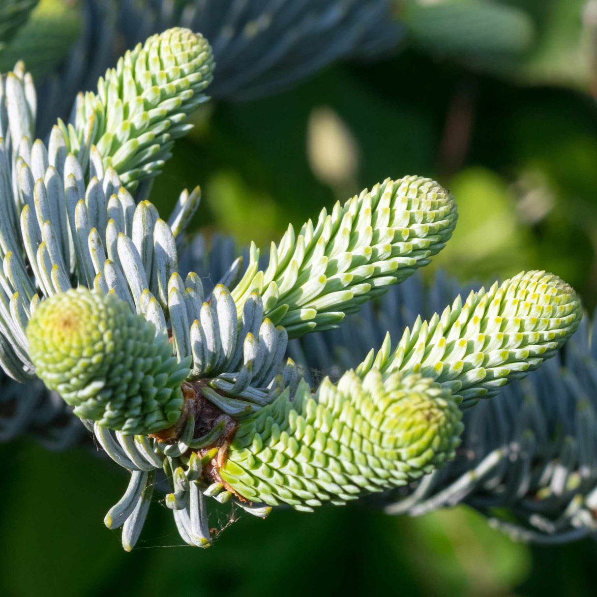 Abies procera ‘Glauca’