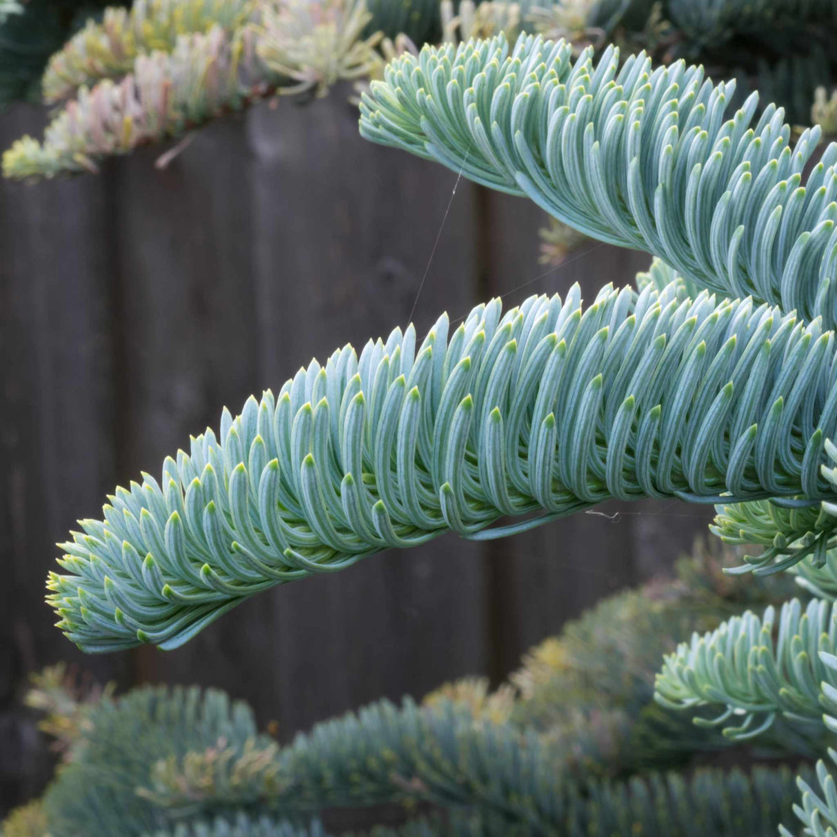 Abies procera ‘Glauca’