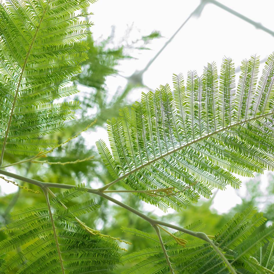 Acacia dealbata