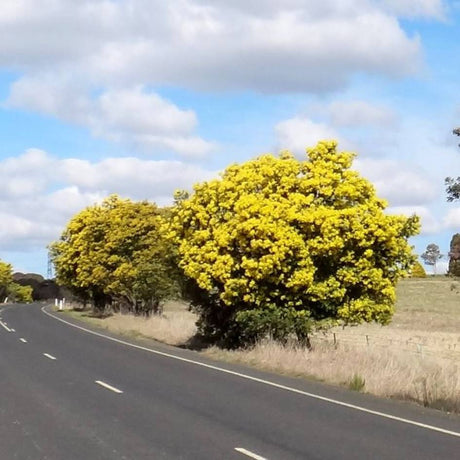 Large Acacia dealbata trees flowering bright yellow beside a rural road.