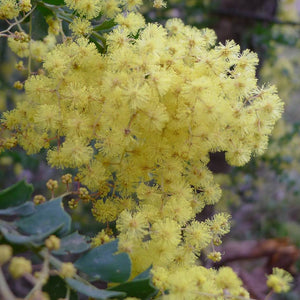 Acacia pravissima