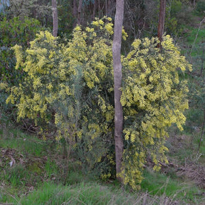 Acacia pravissima