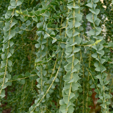 Acacia pravissima