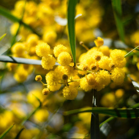 Acacia retinodes