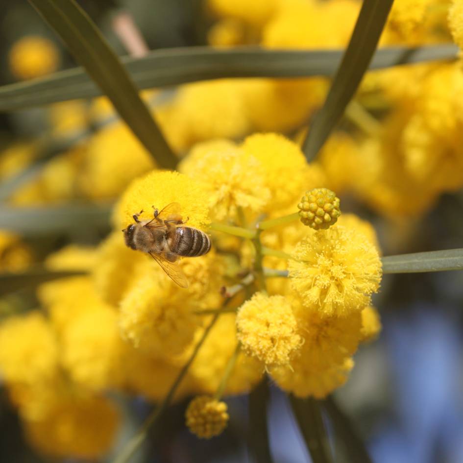 Acacia retinodes