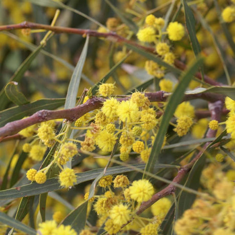 Golden ball-shaped Acacia retinodes flowers clustered along slender branches.