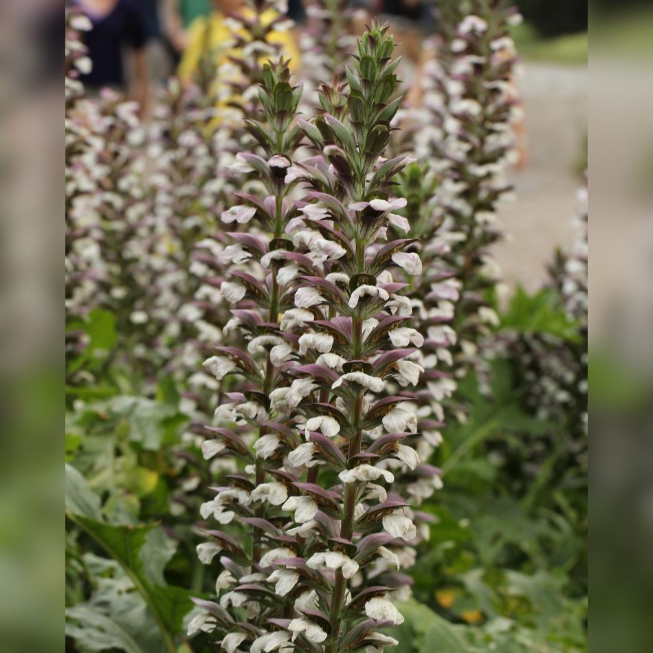 Acanthus mollis