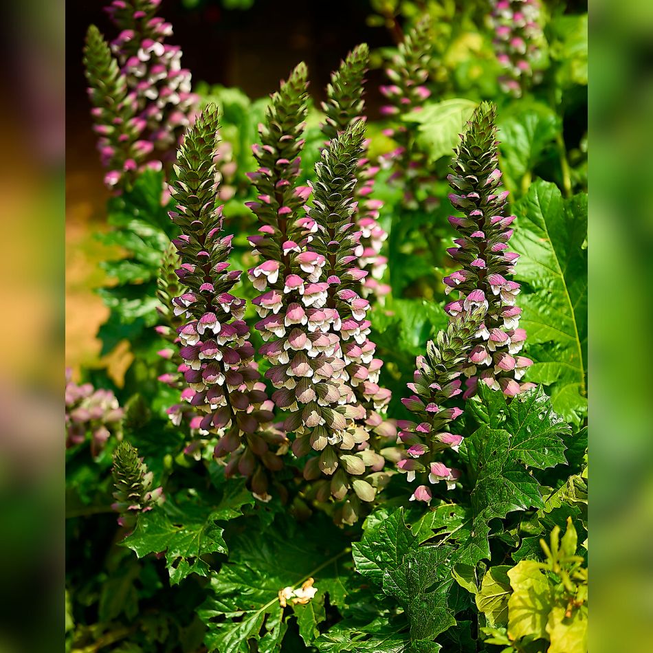 Acanthus mollis