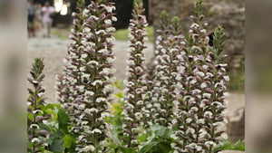 All Perennials