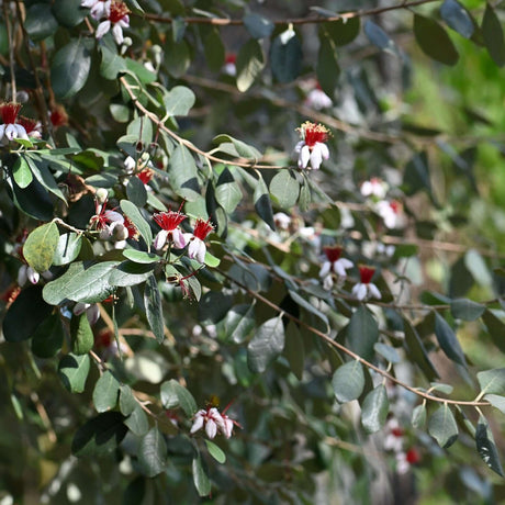 Acca sellowiana branch bearing several red-centred flowers among silvery green leaves.