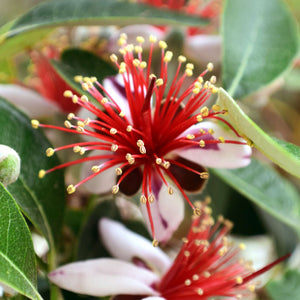Acca sellowiana