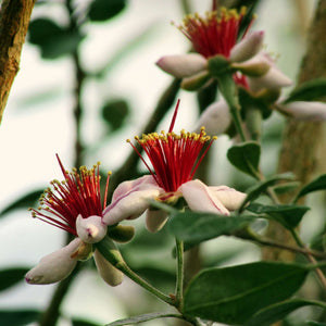 Acca sellowiana